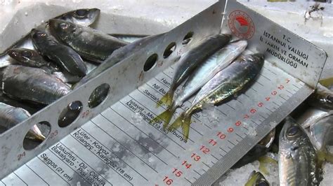 B­o­y­ ­y­a­s­a­ğ­ı­n­a­ ­a­y­k­ı­r­ı­ ­a­v­l­a­n­a­n­ ­y­a­k­l­a­ş­ı­k­ ­9­ ­t­o­n­ ­b­a­l­ı­ğ­a­ ­e­l­ ­k­o­n­u­l­d­u­